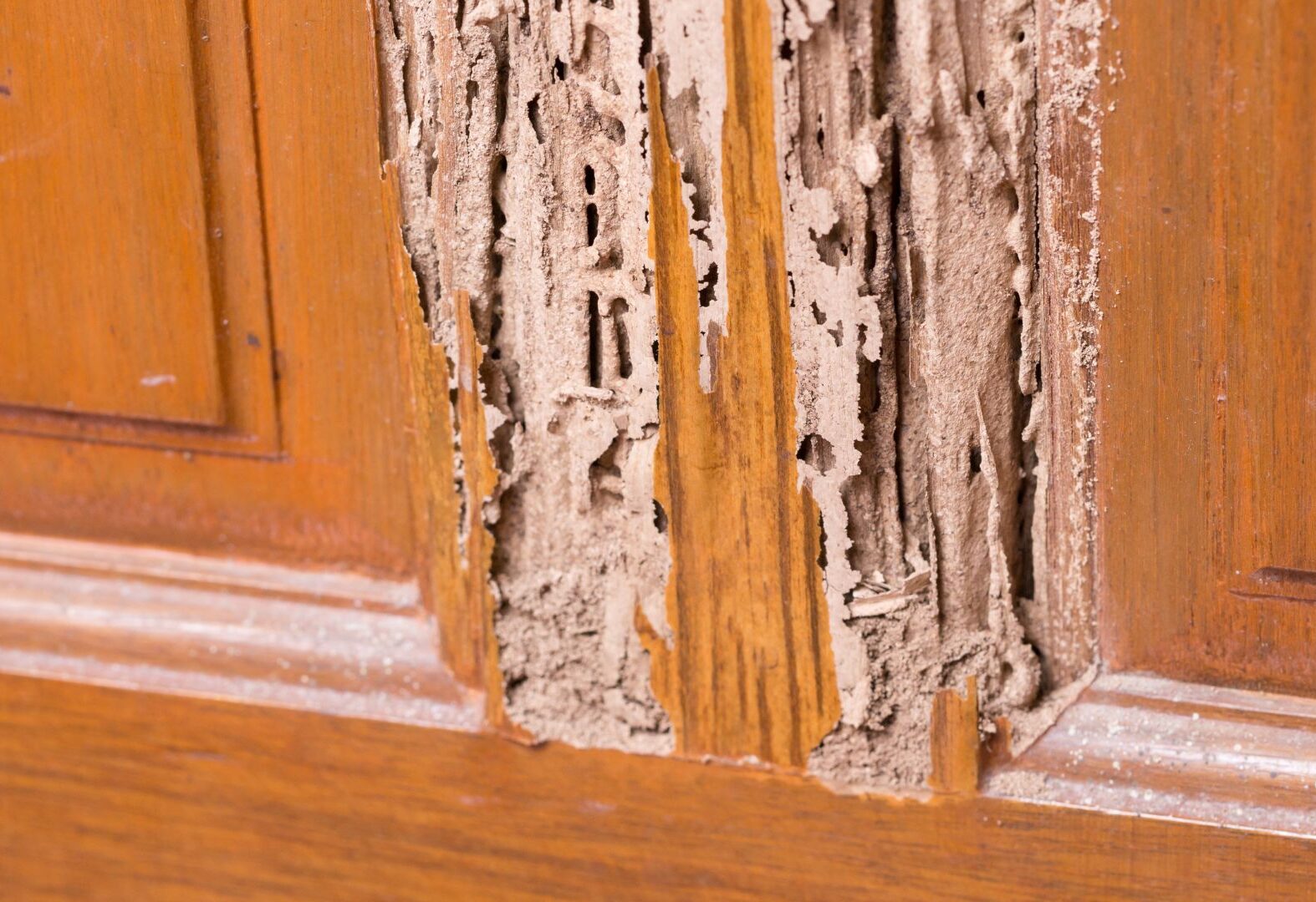 March Into Spring Without Carpenter Ants And Termites Humphreys march-into-spring-without-carpenter-ants-and-termites-humphreys